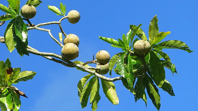 arbre à jagua