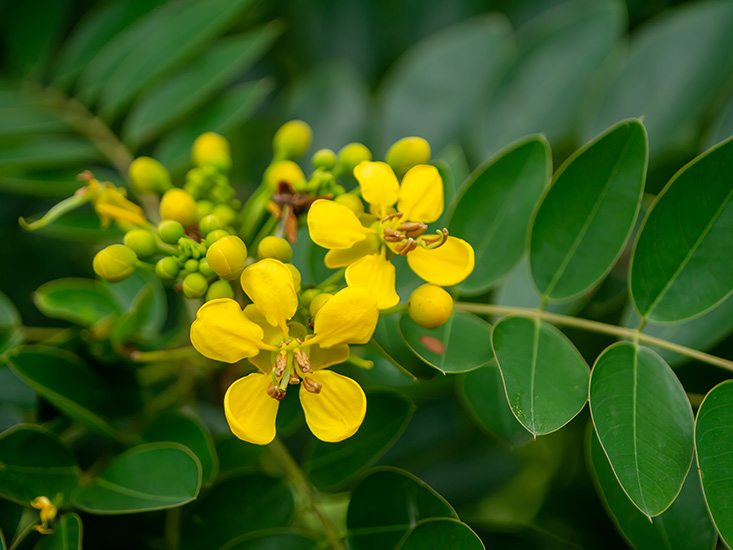 Arbuste à henné cassia senna italica