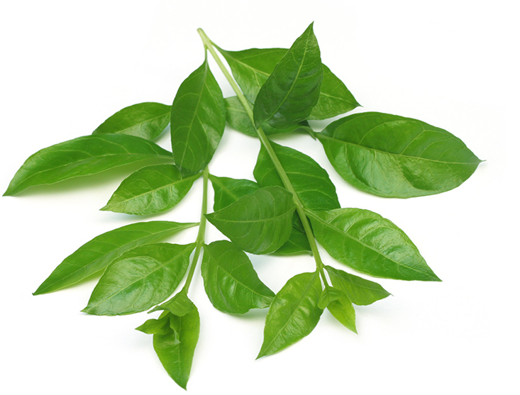 Feuilles henné