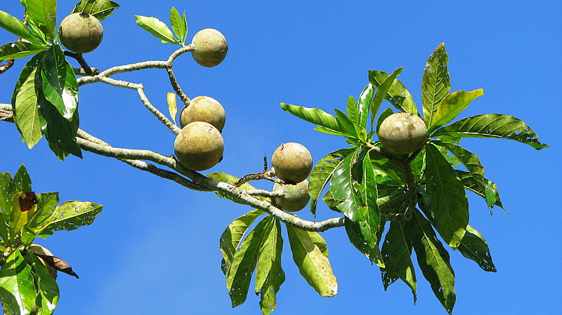 arbre à jagua